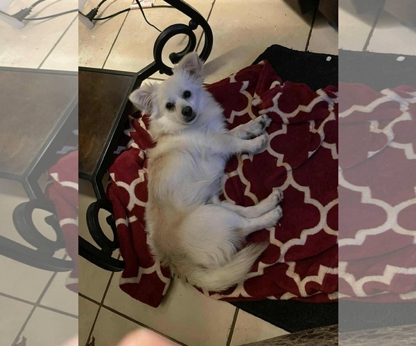 Medium Photo #2 Paperanian Puppy For Sale in Princeton, MN, USA