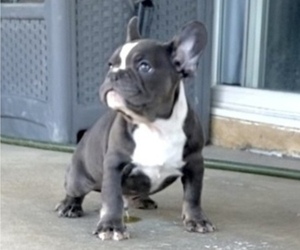 French Bulldog Puppy for sale in CALABASAS, CA, USA