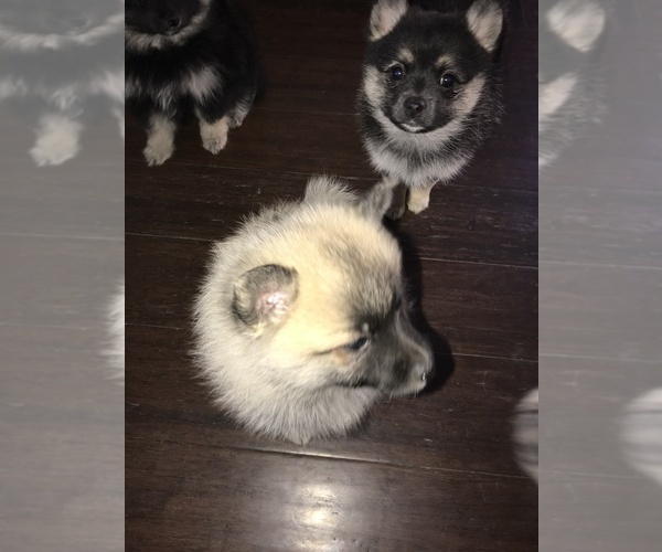 Medium Photo #5 Pomsky Puppy For Sale in SUBLIMITY, OR, USA