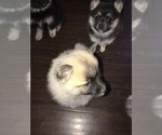 Small Photo #5 Pomsky Puppy For Sale in SUBLIMITY, OR, USA