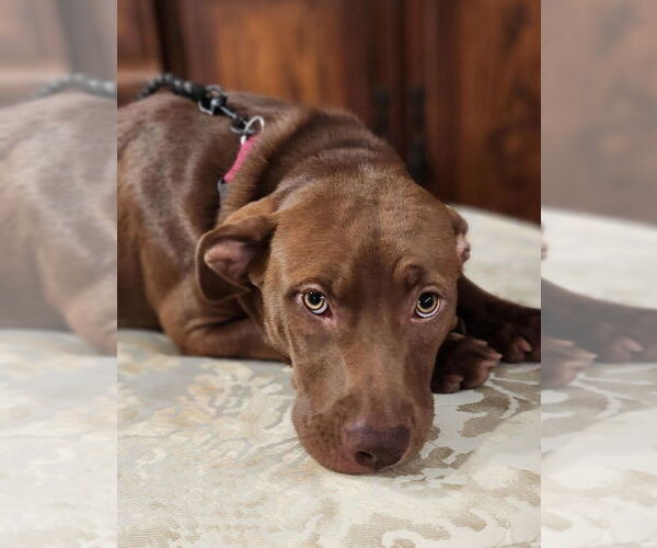 Medium Photo #1 Mutt Puppy For Sale in St. Augustine, FL, USA