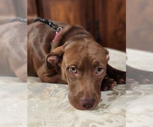 Mutt Dogs for adoption in St. Augustine, FL, USA