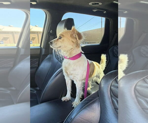 Medium Photo #2 Papillon-Unknown Mix Puppy For Sale in Oakhurst, NJ, USA