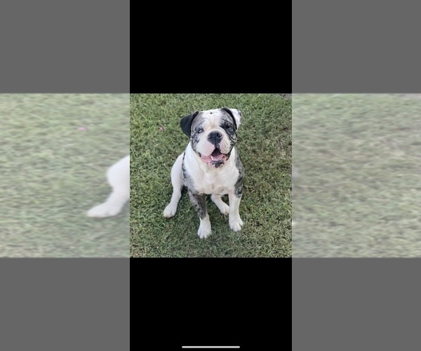 Medium Photo #1 Olde English Bulldogge Puppy For Sale in MOUNT VERNON, MO, USA