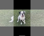 Small Photo #1 Olde English Bulldogge Puppy For Sale in MOUNT VERNON, MO, USA