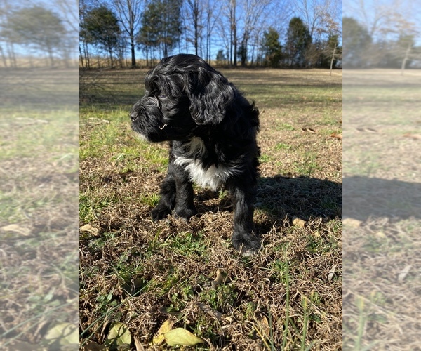 Medium Photo #13 Portuguese Water Dog Puppy For Sale in FLORENCE, AL, USA
