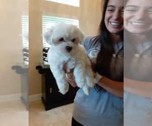 Maltese Puppy for sale in CLERMONT, FL, USA
