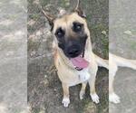 SALLY - Female German Shepherd Dog Dog for Adoption - Small photo