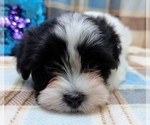 Small #8 Havanese