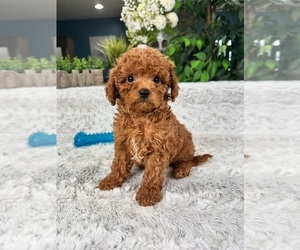 Cavapoo Puppy for Sale in GREENFIELD, Indiana USA