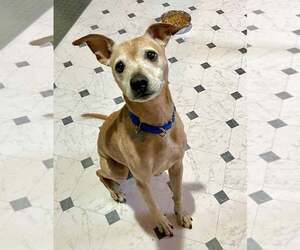 Meeko - Male Greyhound-Jack Russell Terrier Mix Dog for Adoption - Photo #4