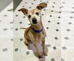 Small #3 Greyhound-Jack Russell Terrier Mix