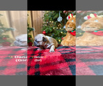 Puppy Dancer French Bulldog