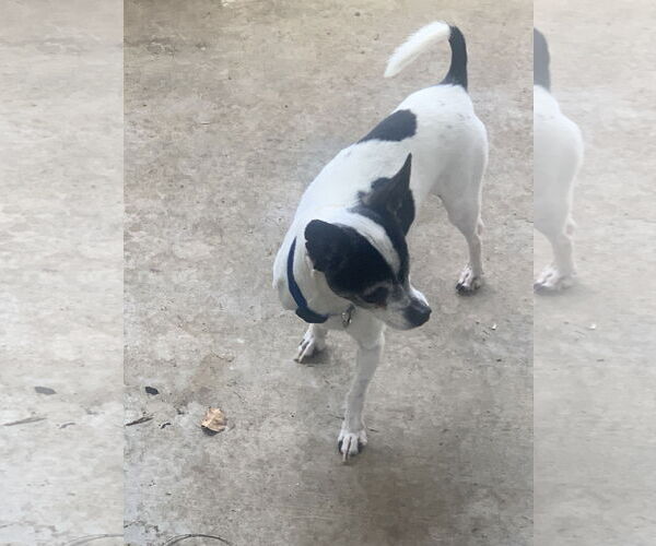 Medium Photo #4 Rat-Cha Puppy For Sale in Santa Clarita, CA, USA