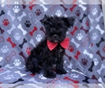 Zeus - Male Schnauzer (Miniature) Puppy for Sale - Photo #2