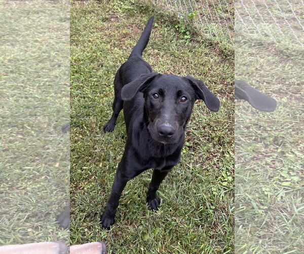 Medium Photo #2 Mutt Puppy For Sale in Rockaway, NJ, USA