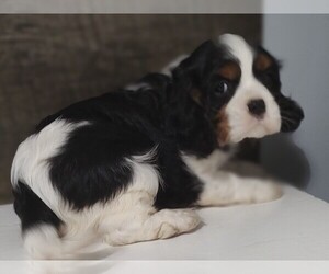 Cavalier King Charles Spaniel Puppy for sale in CLARK, MO, USA