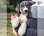 Puppy Chester Beagle-Siberian Husky Mix