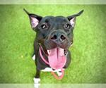 Small #1 American Pit Bull Terrier