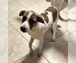 Small #2 Labrador Retriever Mix