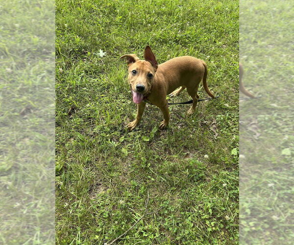 Medium Photo #1 American Pit Bull Terrier-American Staffordshire Terrier Mix Puppy For Sale in Benton, PA, USA