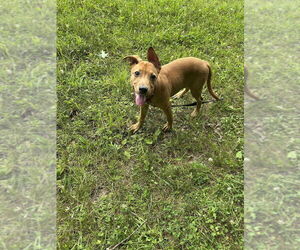 American Pit Bull Terrier-American Staffordshire Terrier Mix Dogs for adoption in Benton, PA, USA