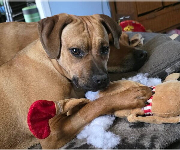 Medium Photo #1 Boxer-Unknown Mix Puppy For Sale in Burnsville, MN, USA