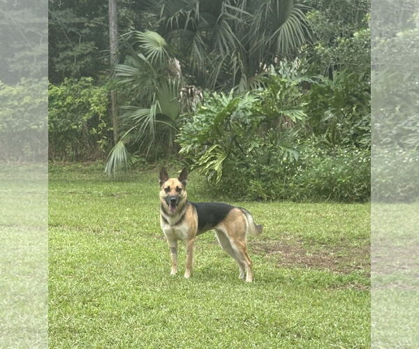 Medium Photo #3  Puppy For Sale in , 