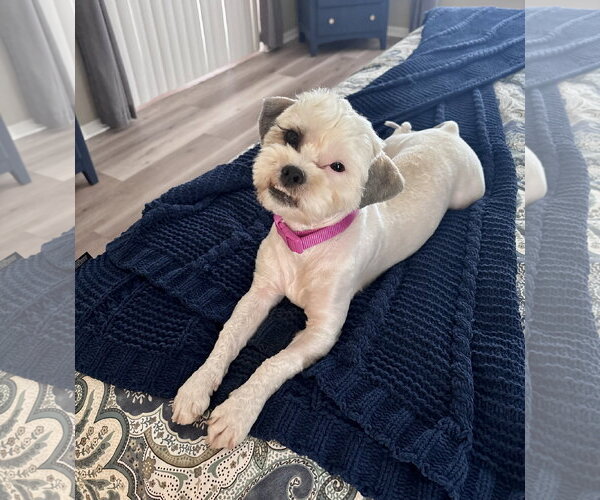 Medium Photo #3 Shih Apso Puppy For Sale in Valrico, FL, USA