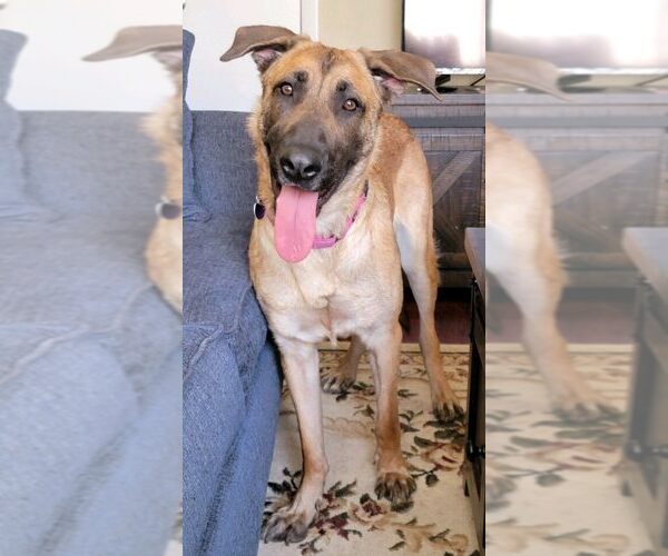 Medium Photo #23 German Shepherd Dog-Unknown Mix Puppy For Sale in Boonton, NJ, USA