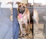 Small #22 German Shepherd Dog Mix