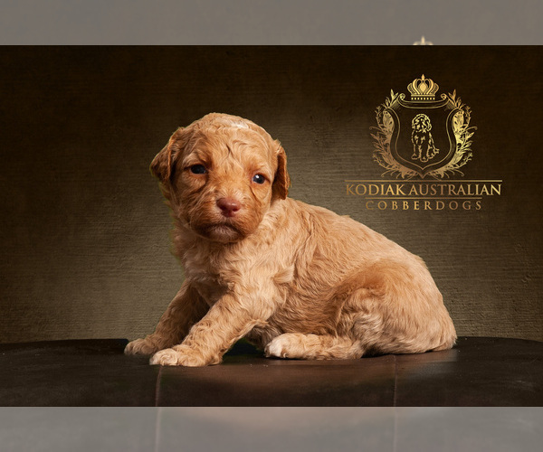 Medium Photo #2 Australian Cobberdog Puppy For Sale in OTIS, IN, USA