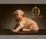 Small Photo #2 Australian Cobberdog Puppy For Sale in OTIS, IN, USA