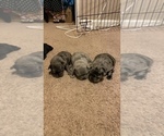 Small Photo #216 French Bulldog Puppy For Sale in CERES, CA, USA