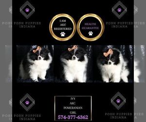 Pomeranian Puppy for sale in WARSAW, IN, USA