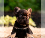 Small #1 French Bulldog