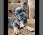 Small #2 French Bulldog