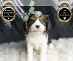 Small #6 Cavalier King Charles Spaniel
