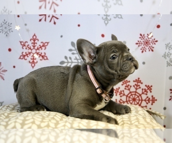 Medium Photo #5 French Bulldog Puppy For Sale in ERIAL, NJ, USA