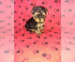 Small #10 Yorkshire Terrier