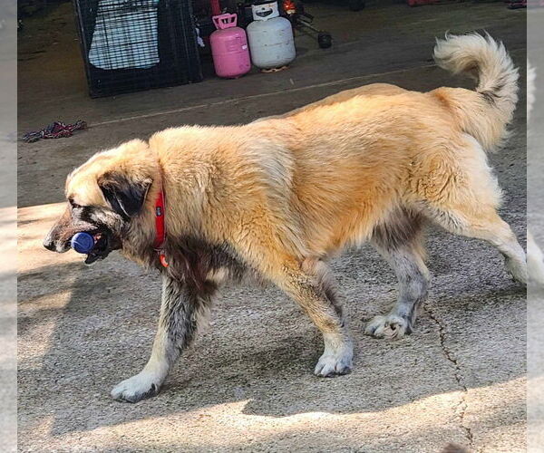 Medium Photo #3 Leonberger-Unknown Mix Puppy For Sale in Bullard, TX, USA