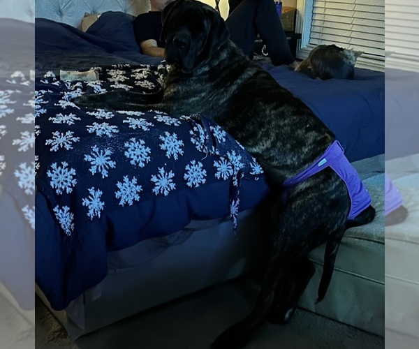Medium Photo #6 Mastiff Puppy For Sale in OLATHE, KS, USA