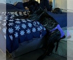 Small #5 Mastiff