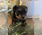 Small Photo #4 Yorkshire Terrier Puppy For Sale in HUDSON, FL, USA