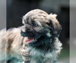 Small Photo #2 -Havanese Mix Puppy For Sale in DANVILLE, PA, USA