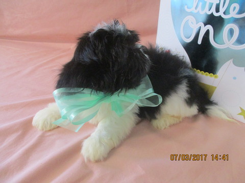 Medium Photo #1 Shih Tzu Puppy For Sale in ASHEVILLE, NC, USA