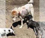 Small #6 Great Pyrenees Mix