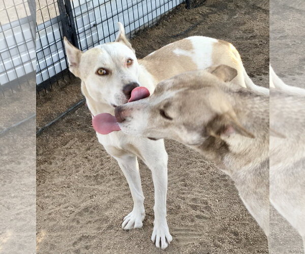 Medium Photo #2 Siberian Husky-Unknown Mix Puppy For Sale in Lancaster, CA, USA
