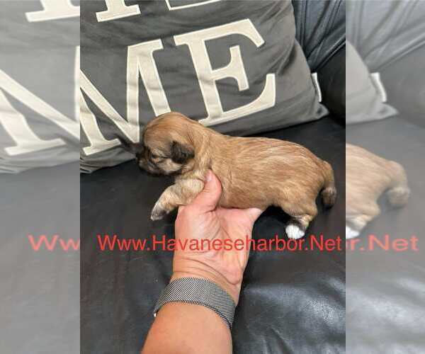 Medium Photo #2 Havanese Puppy For Sale in MBORO, TN, USA