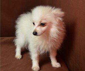 Pomeranian Puppy for sale in PATERSON, NJ, USA